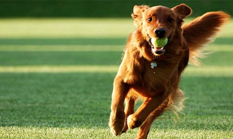 Resultado de imagen para adiestramiento canino