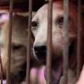 Taiwán prohíbe el maltrato animal y el consumo de perros y gatos