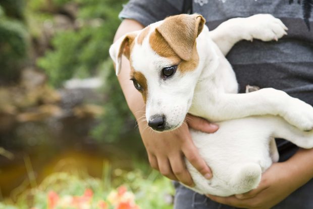 Tratamiento de los parásitos externos en perros
