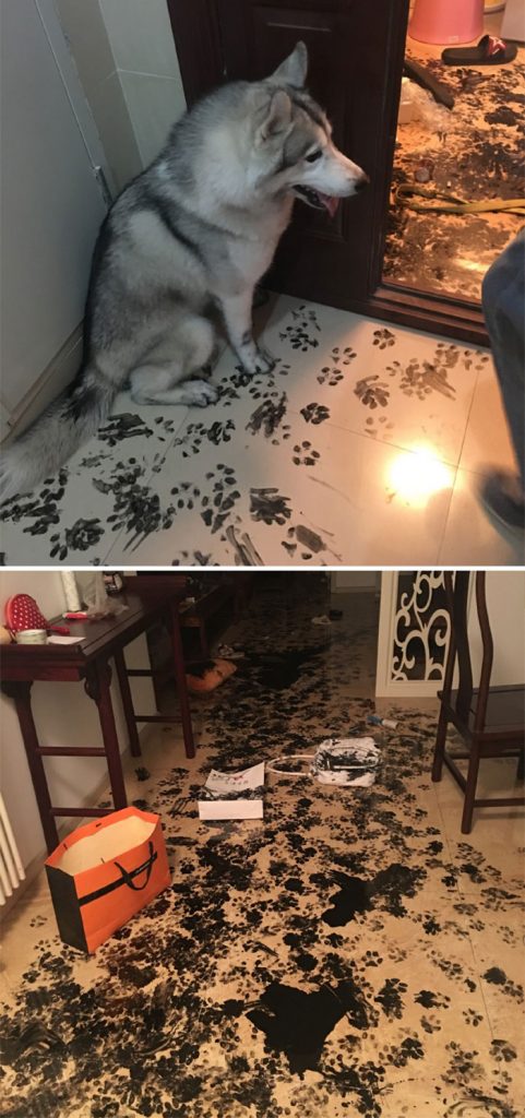 graciosos desastres tras dejar a un perro solo en casa