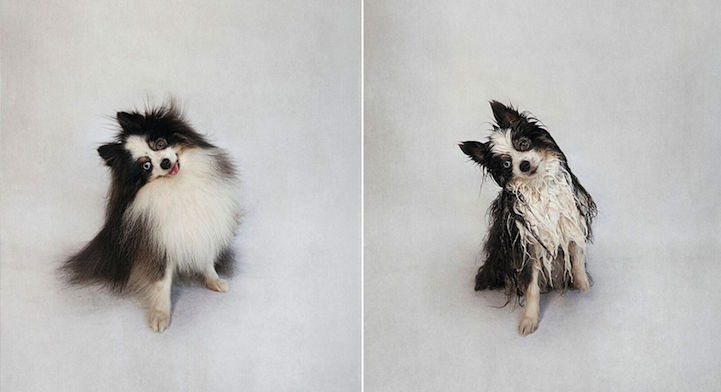 fotos de perros antes y después del baño
