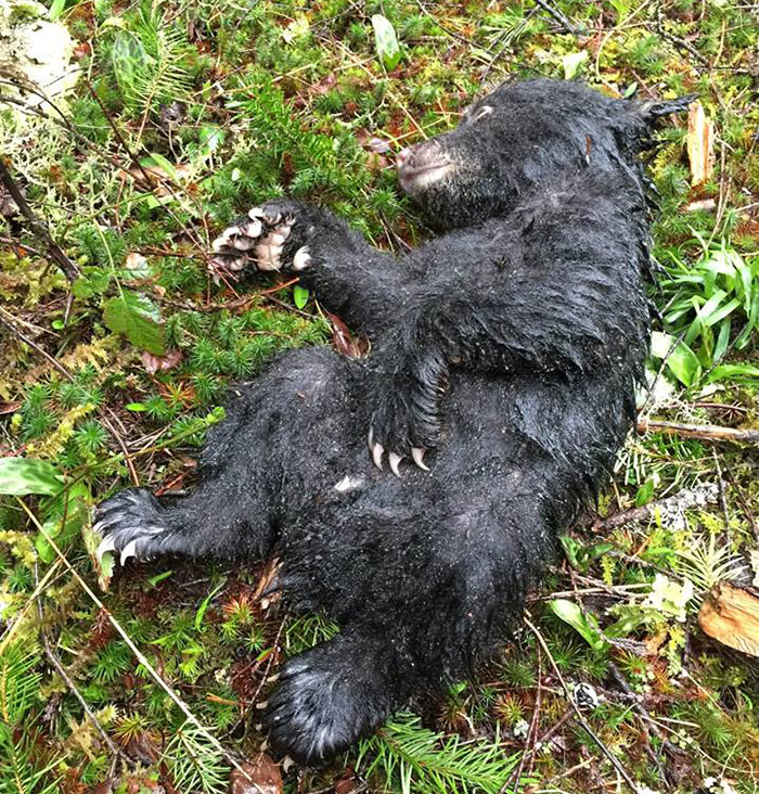 Un excursionista rescata a un pequeño oso de la muerte