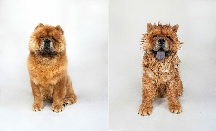 Fotos De Perros Antes Y Despu S Del Ba O Demasiado Adorables