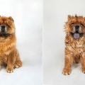 fotos de perros antes y después del baño