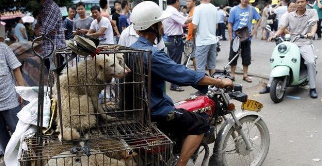 Taiwán prohíbe el maltrato animal y el consumo de perros y gatos Taiwán prohíbe el maltrato animal y el consumo de perros y gatos