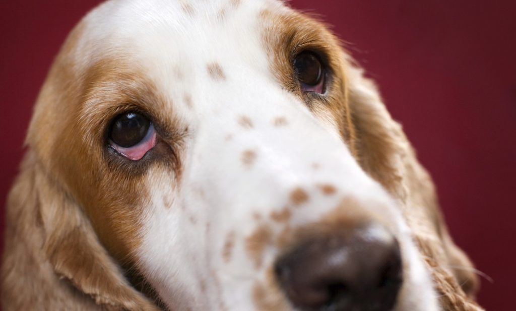 Úlcera ocular en los perros
