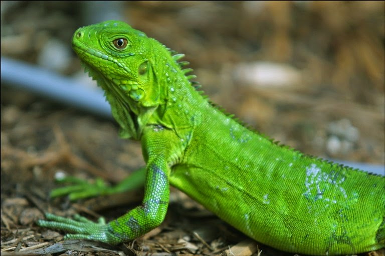 Características de la iguana verde