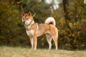 Conoce a la raza de perro japonesa shikoku inu