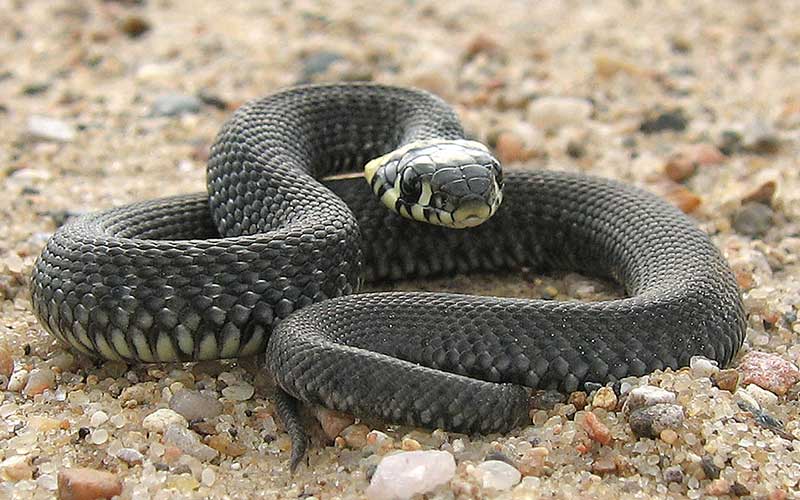 Consejos clave para cuidar a una serpiente