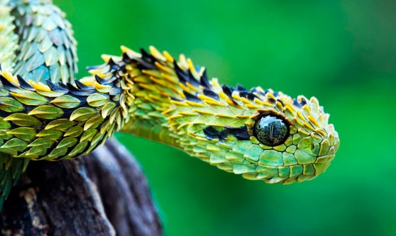 Consejos clave para cuidar a una serpiente