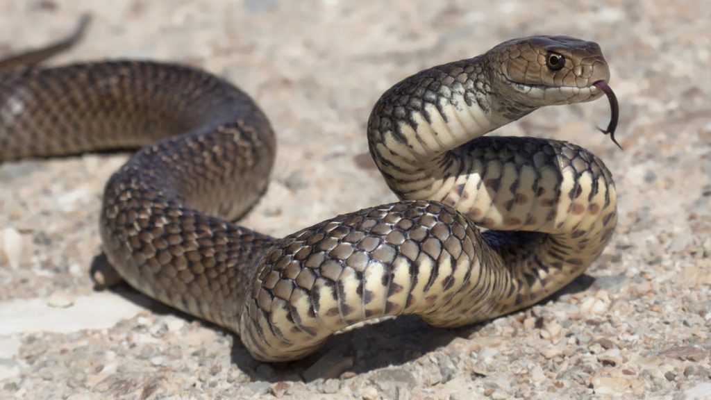 Consejos para saber dar de comer a tu serpiente