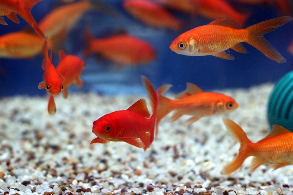 What are the ideal conditions of a fish tank?