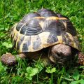 Cuidados de la tortuga de tierra