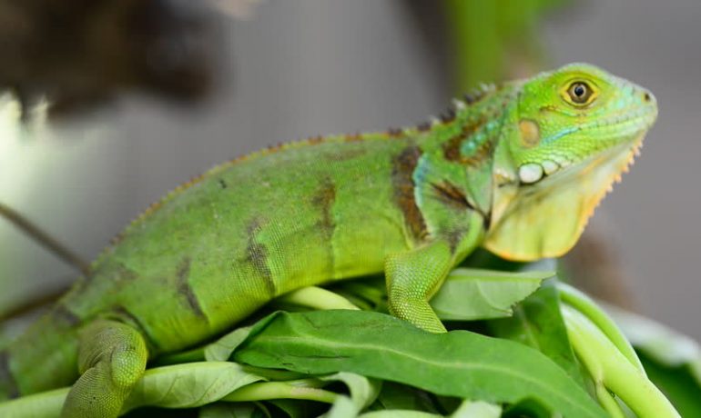 Cuál es el mejor alimento para iguanas verdes