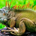 Cómo alimentar a una iguana