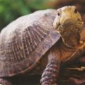 Cómo alimentar a una tortuga de tierra