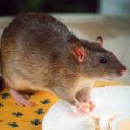 Cómo cuidar a una rata doméstica
