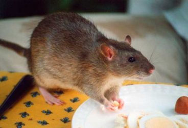 Cómo cuidar a una rata doméstica