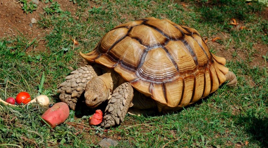 Cómo debe ser el terrario de una tortuga de tierra