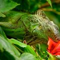 Cómo es tener una iguana como mascota
