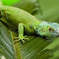 Cómo preparar la dieta de la iguana verde