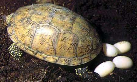 Cómo se reproducen las tortugas