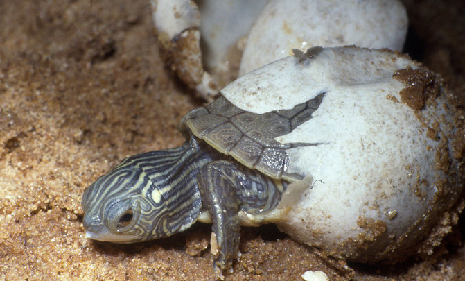 Cómo se reproducen las tortugas de agua dulce