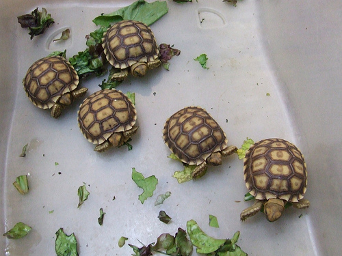 Cómo se reproducen las tortugas de tierra