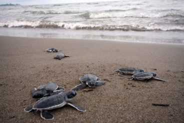 Cómo se reproducen las tortugas marinas