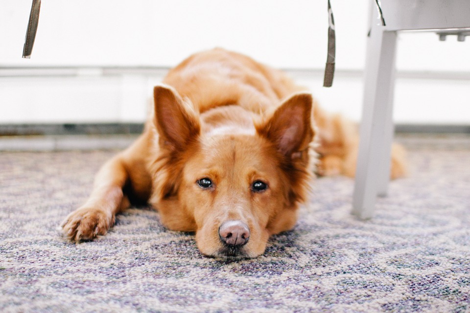 Cómo se tratan los síntomas de la artrosis en perros