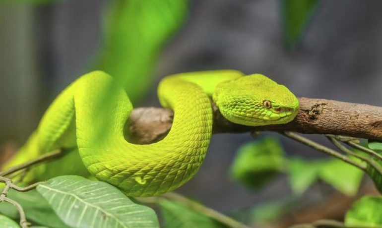 Descubre cómo se mueven las serpientes