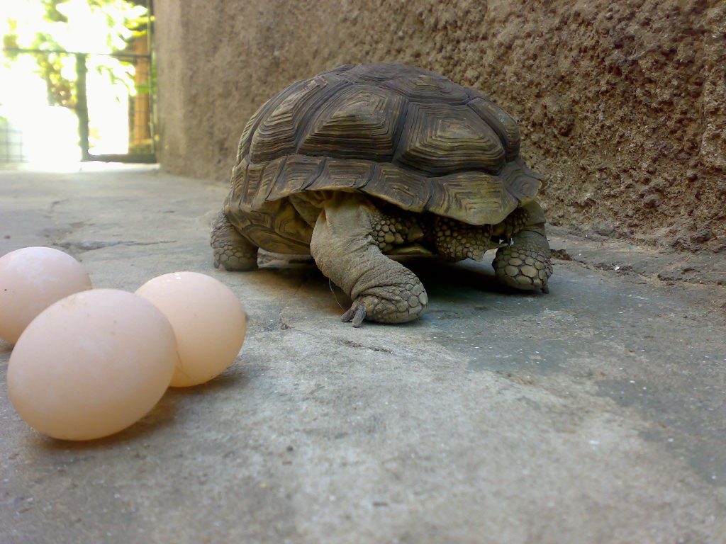 Descubre cómo se reproducen las tortugas