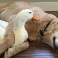 Descubre la bonita amistad entre un perro y un pato