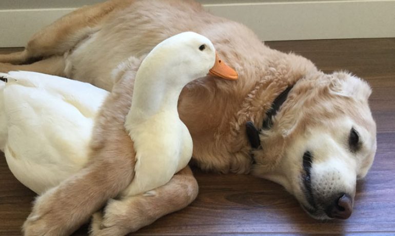 Descubre la bonita amistad entre un perro y un pato