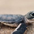 Descubre las 7 especies de tortugas marinas