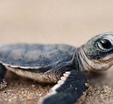 Descubre las 7 especies de tortugas marinas