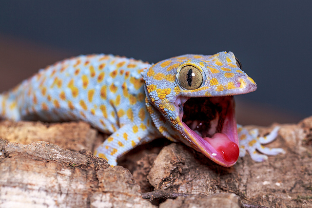 Descubre TODOS Los Tipos De Geckos Que Existen, Y Sus CUIDADOS