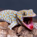 Descubre todos los tipos de geckos que existen