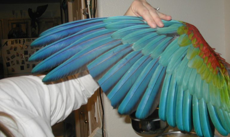 El recorte de plumas
