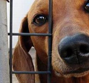 En Semana Santa aumentó el número de perros abandonados
