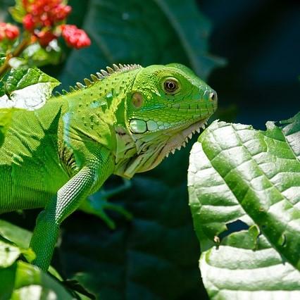 En qué consiste la dieta de la iguana verde