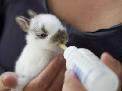 La alimentación del conejo recién nacido