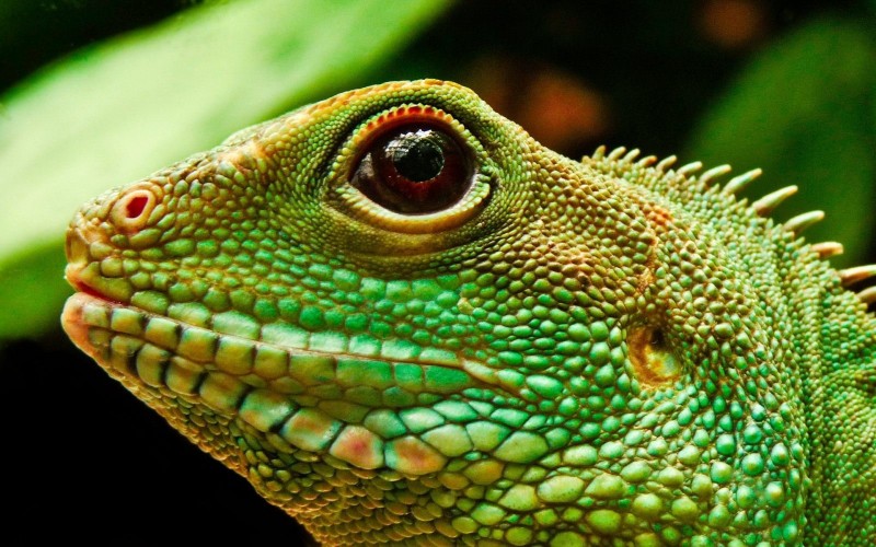 La iguana como mascota