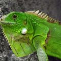 La iguana verde