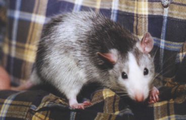 La rata como mascota