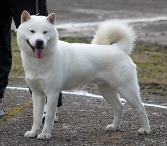 Les courses les plus célèbres des chiens japonais Hokkaido inu