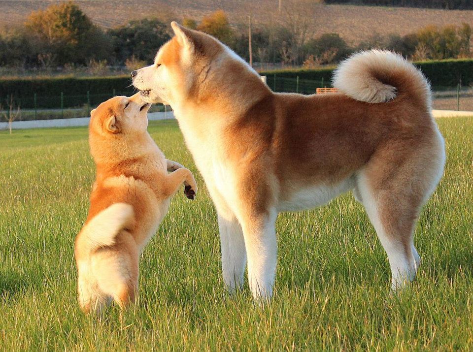 A mais famosa cão japonesa raça Akita Inu