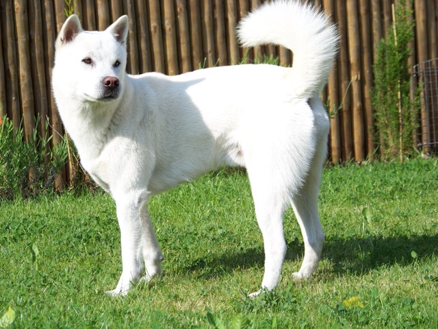 As corridas mais famosas de cães japoneses Kishu Inu