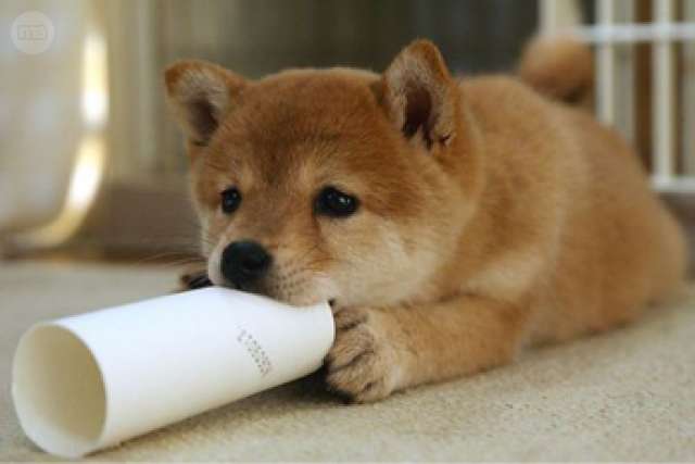 As carreiras máis famosas de cans xaponeses shiba inu