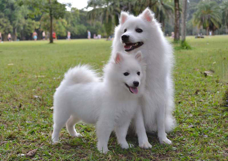 Les més famoses races de gossos japonesos spitz japonès